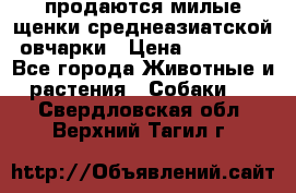 продаются милые щенки среднеазиатской овчарки › Цена ­ 30 000 - Все города Животные и растения » Собаки   . Свердловская обл.,Верхний Тагил г.